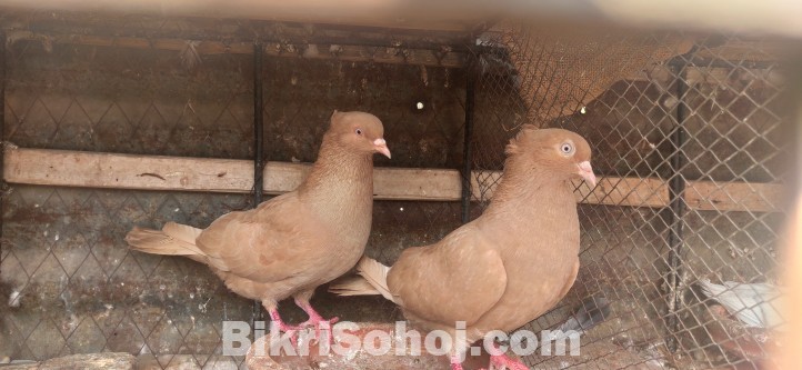 গিয়াসুল্লি Running Pair.